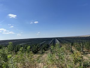 Фермерите получиха над 26 млн. лева по еко схемата за биологично животновъдство