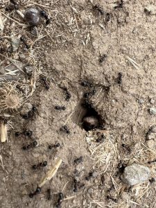 Трактор Claas AXION 950 CMATIC CEBIS ЛИЗИНГ в Селскостопанска техника в с. Загорци – ID42651148