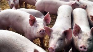 Мостът Гуейджоу е магнит за търсачите на силни усещания