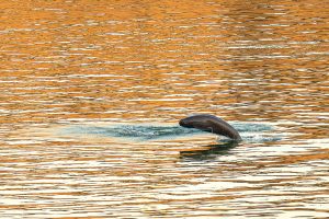 Забраната за риболов съживява морските свине без перки в Яндзъ