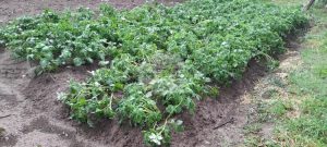 При буря в Поповско поривите на вятъра достигнаха 50 км/ч, съобщиха от общинската служба “Гражданска защита”